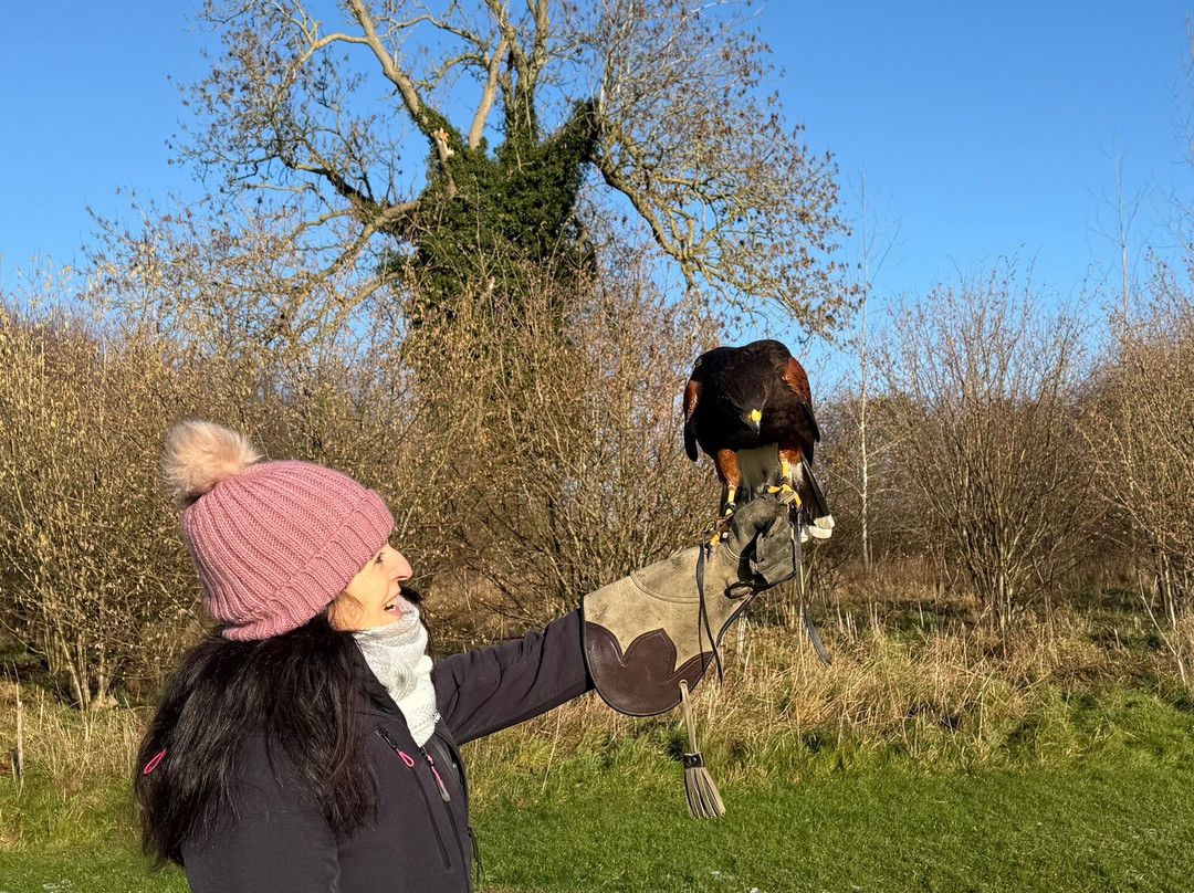 Bird on the Hand Falconry Experiences-Church Langton必去景点