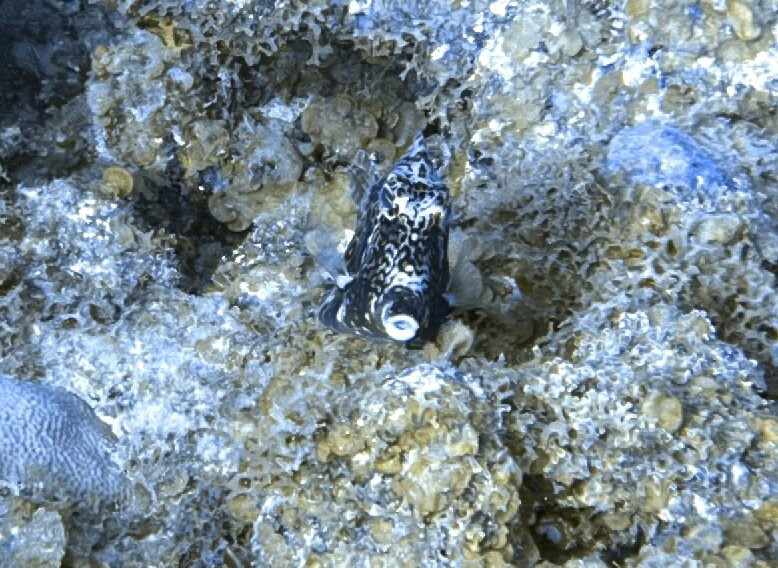 Blue Salt Divers - Home of Dive Experience-Christiansted必去景点