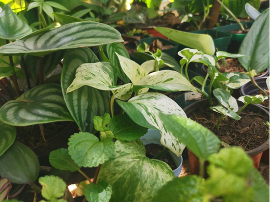 Tizardin-红地必去景点