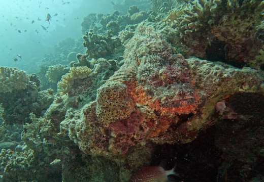 British Diving Hurghada-赫尔格达必去景点
