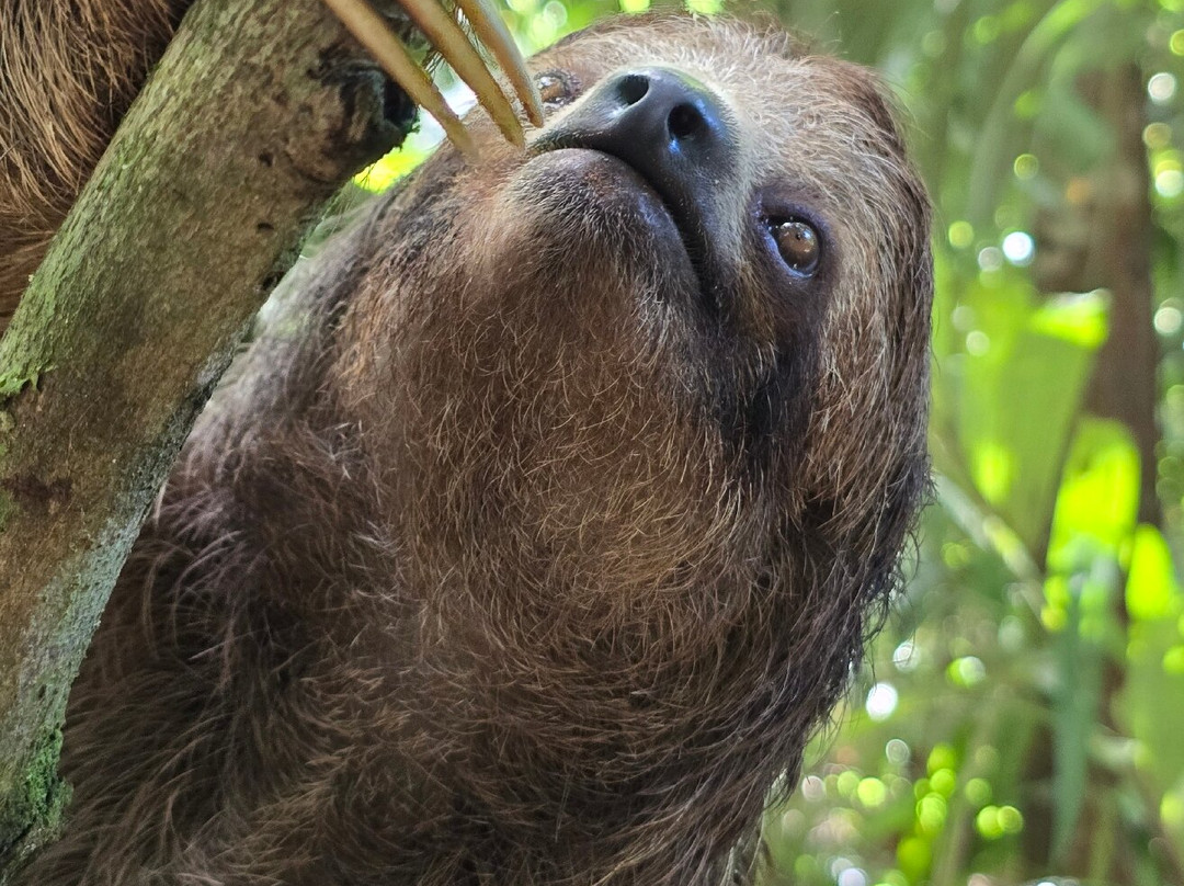 Sloths Paradise Rainforest-Bijagua de Upala必去景点