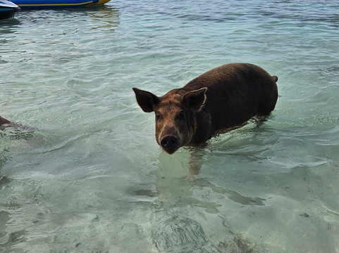 Baha Tours-拿骚必去景点