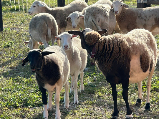 Abaco Neem-Marsh Harbour必去景点