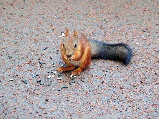 Aleksandria Historical Park-彼得霍夫必去景点
