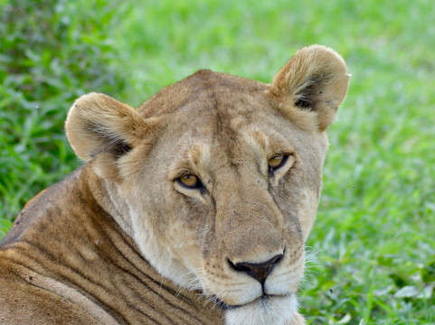 Cubs Expeditions Limited-阿鲁沙必去景点