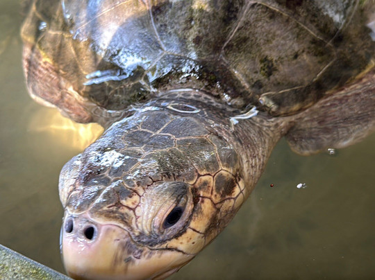 Induruwa Sea Turtle Conservation Project & Sea Turtle Information Center-因都鲁瓦必去景点