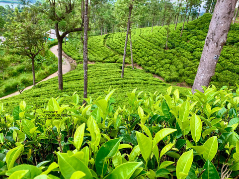 Private Tour Guide in Sri Lanka-科伦坡必去景点