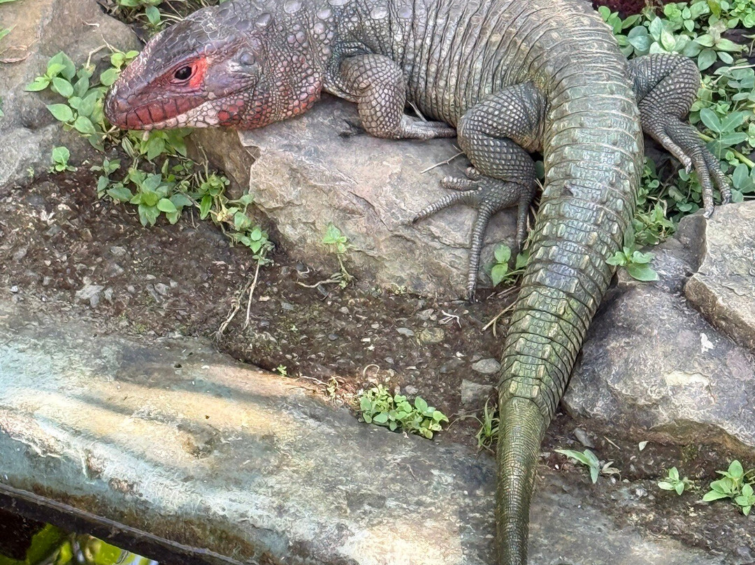 Parque Reptilandia-主日镇必去景点