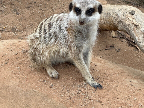 Monarto Safari Park-Monarto必去景点