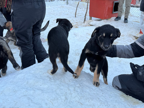 Snowhook Adventure Guides of Alaska-Willow必去景点