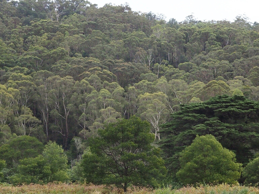 Bendeela Camping and Picnic Area-袋鼠谷必去景点