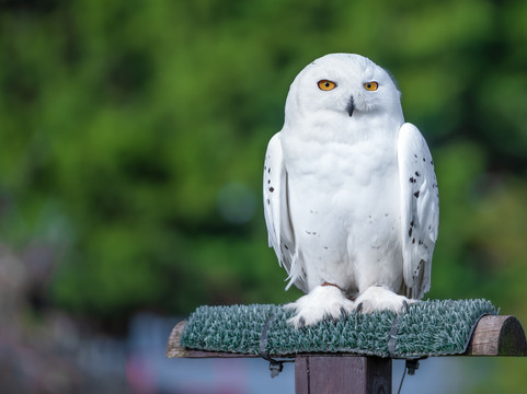 Feathers and Fur Falconry Centre-布拉克内尔必去景点