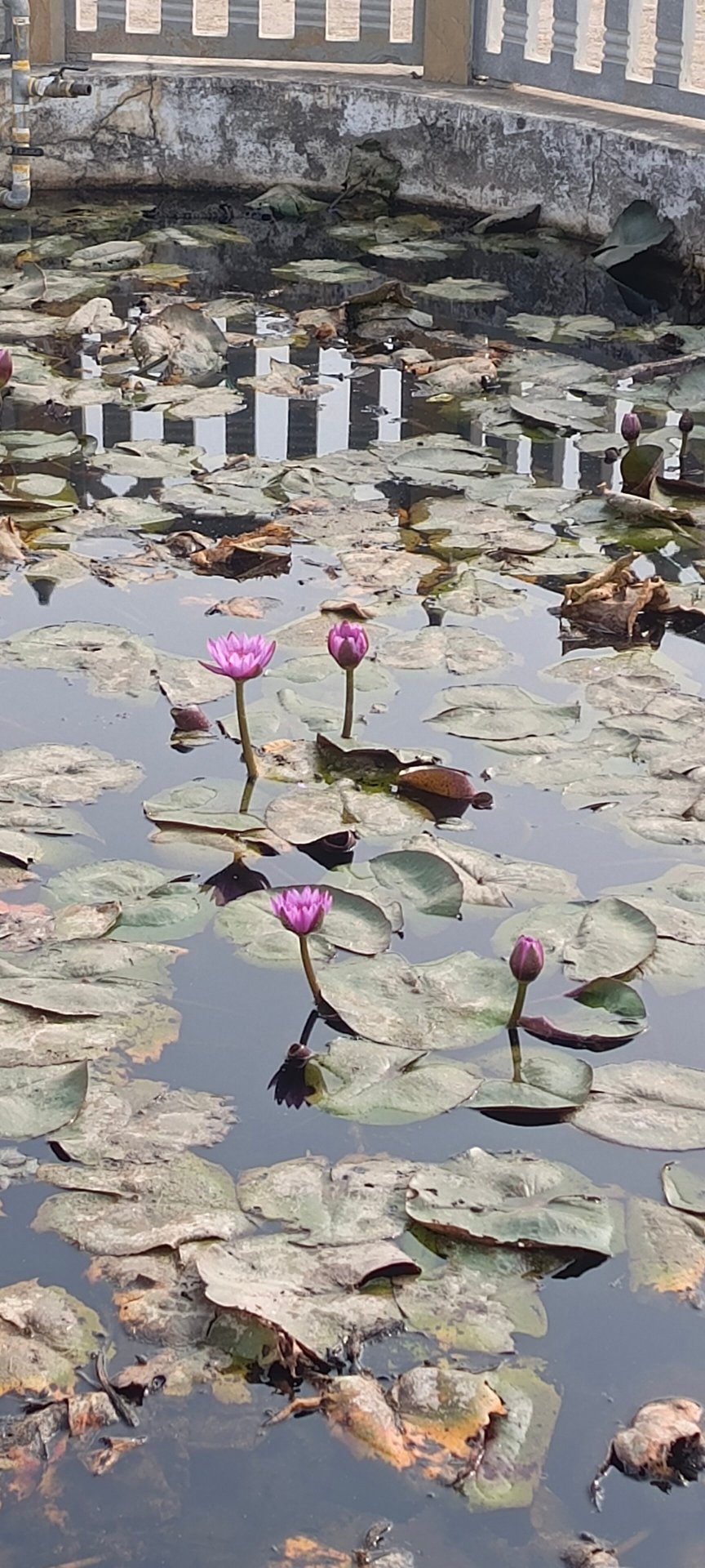 乌代浦尔莱佛士酒店-官方