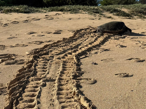 Kanaha Beach Park-卡胡卢伊必去景点