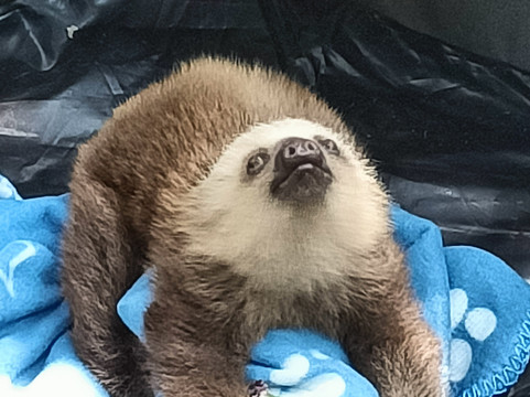 Costa Rica Animal Rescue Center-Turrucares必去景点