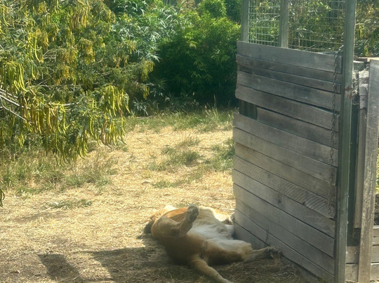 Zoodoo野生动物园-Richmond必去景点