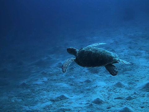 Infinity Diving Safari-马萨阿拉姆必去景点