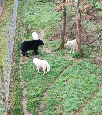 Safari De Peaugres-Peaugres必去景点