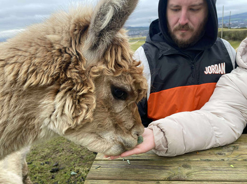 Larch Green Alpacas-格拉斯哥必去景点