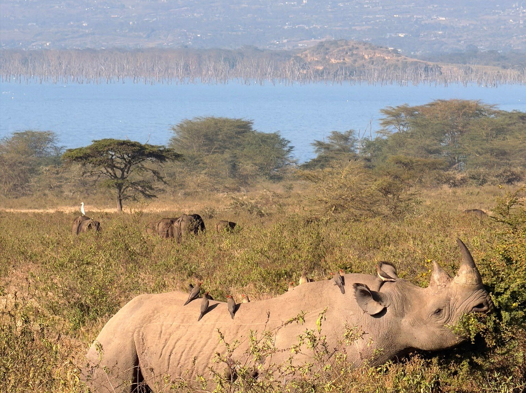 Axis Africa Safaris-内罗毕必去景点