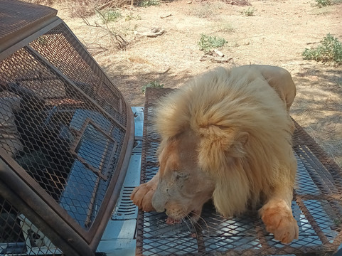 Biram Basse "VALERY"-索蒙必去景点