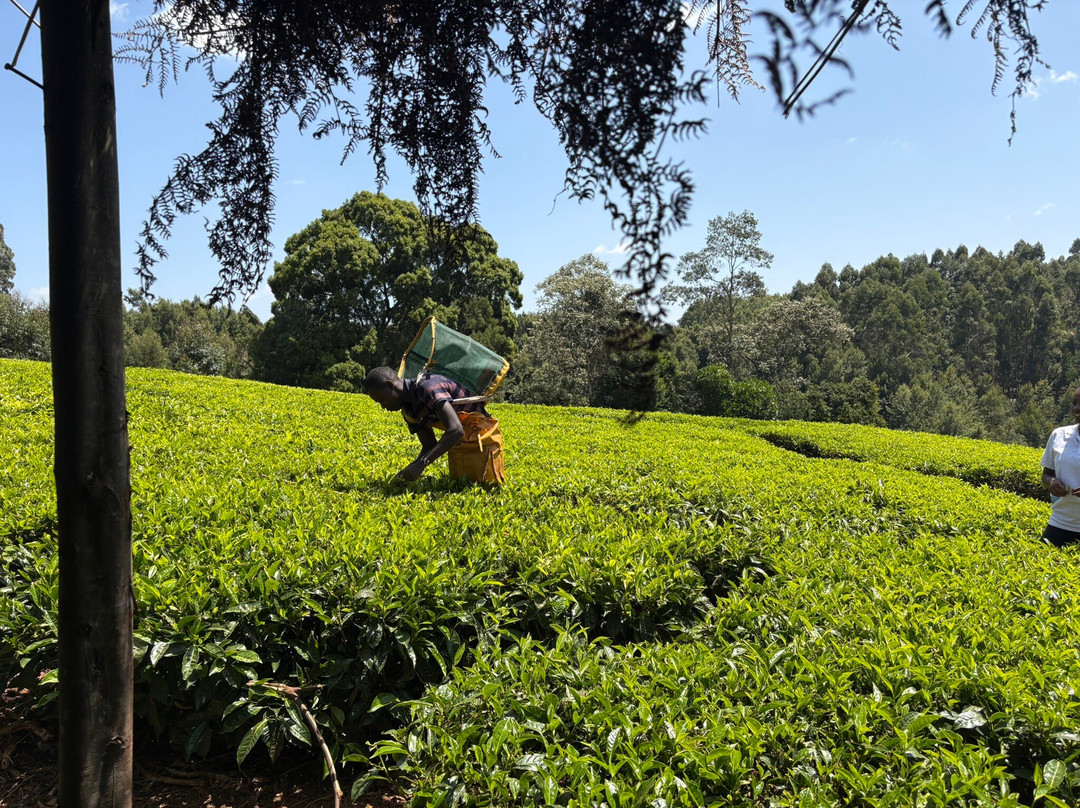Teagoni Tea Farm