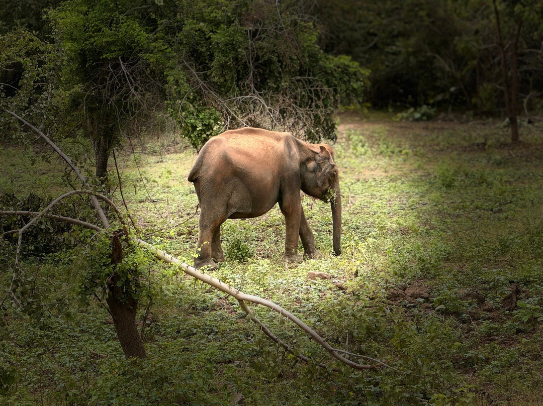 Niluka Safari-乌达瓦拉瓦必去景点