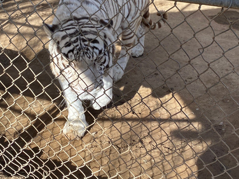 Forever Wild Exotic Animal Sanctuary-Phelan必去景点