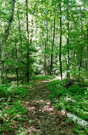 Cole Forest Trial.-Southbridge必去景点