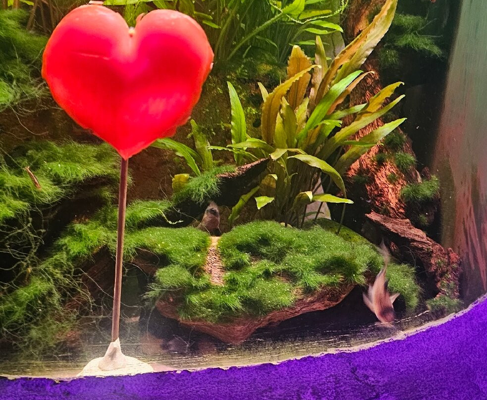 Bristol Aquarium-布里斯托尔必去景点