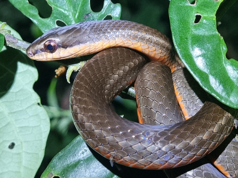 Tarantulas Way-卡维塔必去景点