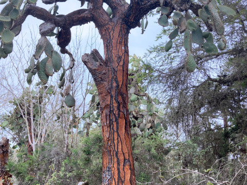 Galapagos by Local Guides-圣克鲁斯必去景点