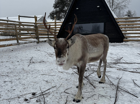 Local Lifestyle Rovaniemi-罗瓦涅米必去景点