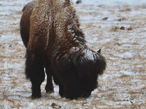 Yellowstone Wild-加德纳必去景点