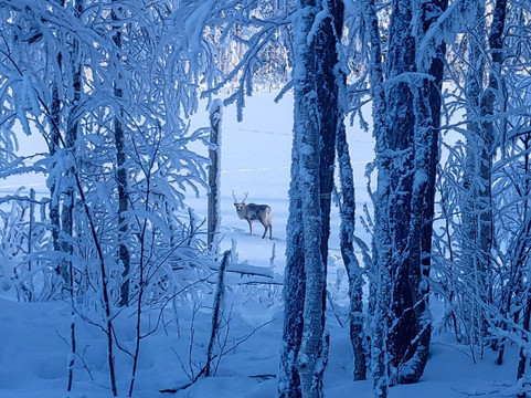 KuksaCabin-Jokkmokk必去景点