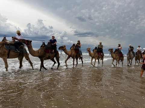 Oakfield Ranch Camel Rides-安娜湾必去景点