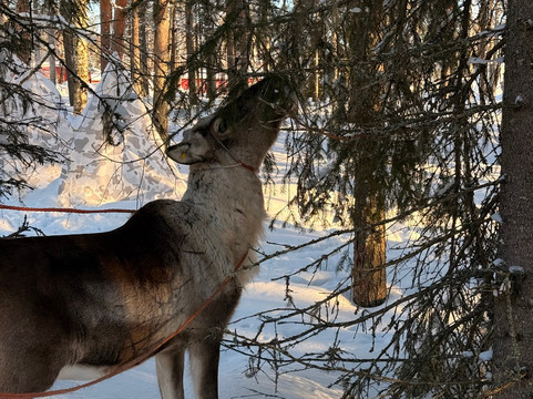Northern Lights Park-罗瓦涅米必去景点