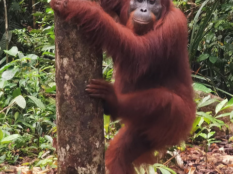 Dolphindo Tour Orangutan Tanjung Puting-Kumai必去景点