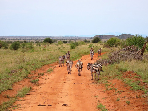 Safari Kenya Plus - Private Day Tour-马林地必去景点
