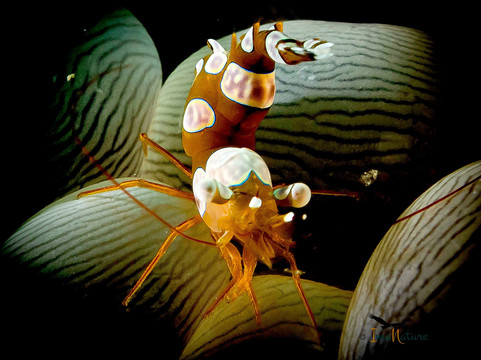 图兰本沉船潜水餐厅度假村主图