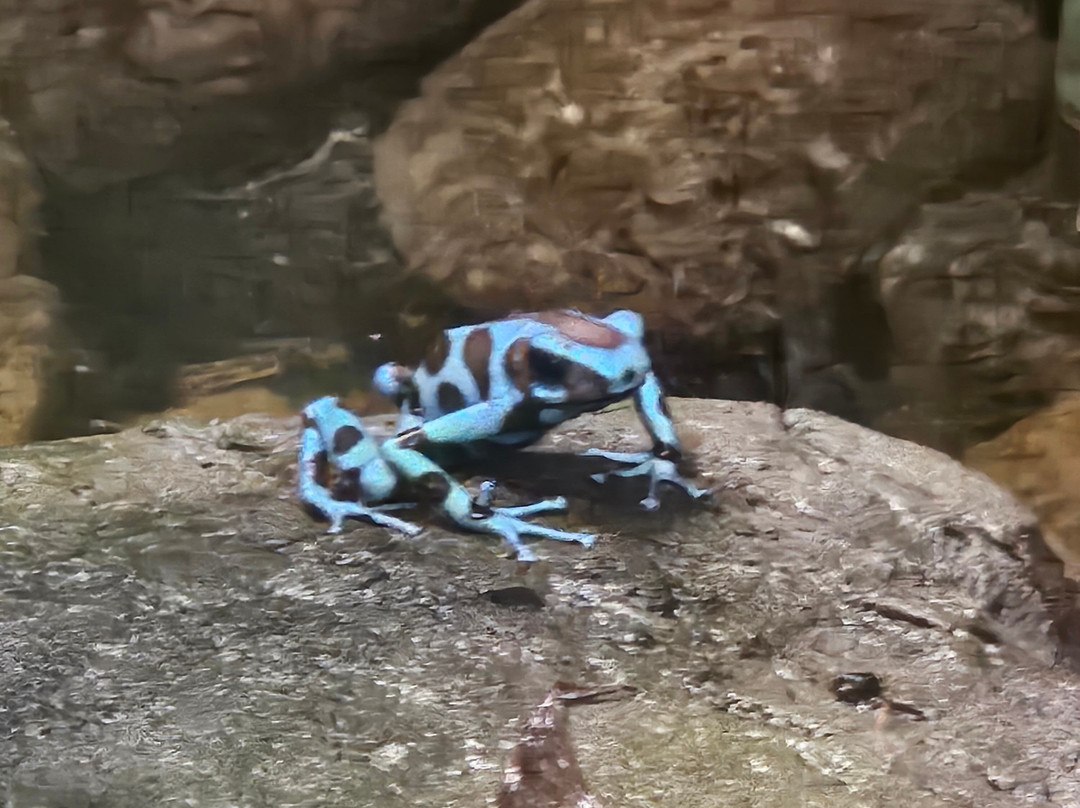 Neotropica, Postojna, Slovenia-波斯托伊纳必去景点