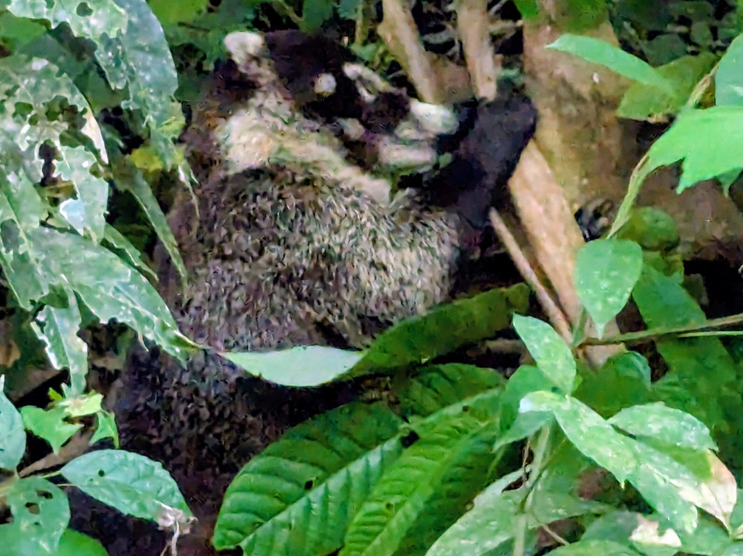 Pura Vida Tours & Transfers-哥斯达黎加安东尼奥国家公园必去景点