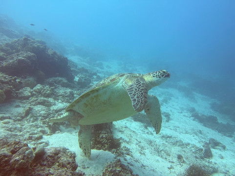 Prodivers Maldives-古丽都岛必去景点