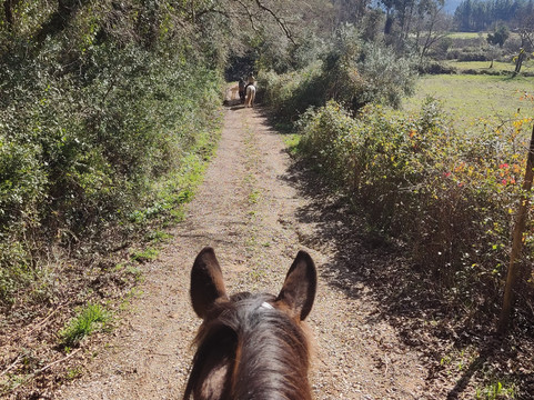 Horse Riding Penela