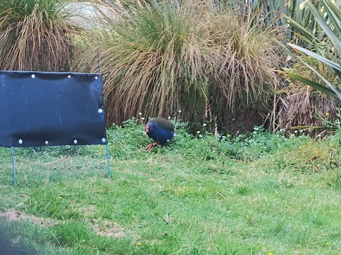 Te Anau Bird Sanctuary-蒂阿瑙必去景点