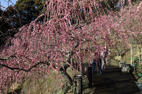 Oagata Shrine-犬山市必去景点