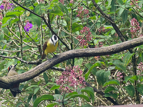 Dave & Dave's Costa Rica Nature Park-La Virgen必去景点