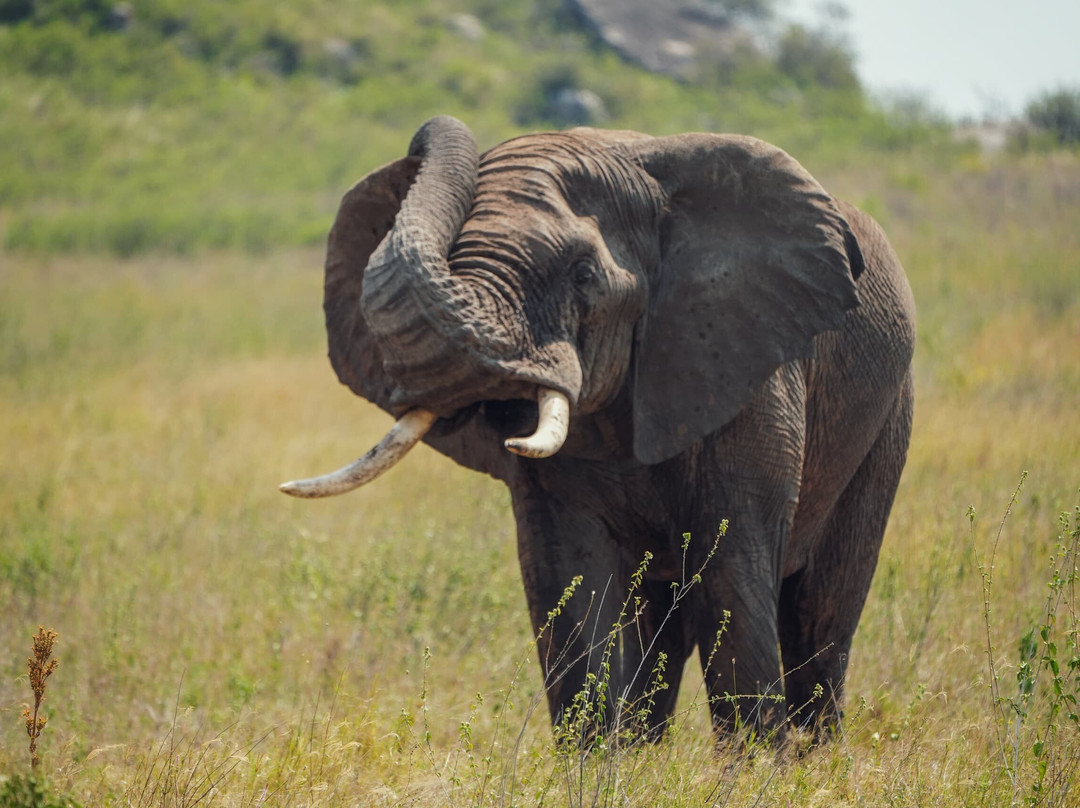 Tanzania Wildheart Adventures-阿鲁沙必去景点