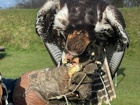 The Scottish Deer Centre-库珀必去景点