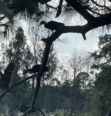 奥杜邦公园-新奥尔良必去景点